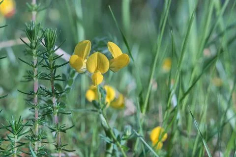 Close up view of medicago polymorpha flowers outdoors Stock Photos