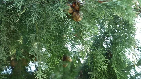 Close up view of the mediterranean cypress tree cones blown by the wind, 4k Video stock 83862127