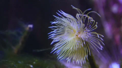 Close view of mediterranean fanworm Stock Footage 267555540