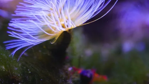 Close up view of a mediterranean fanworm Stock Footage 267557964