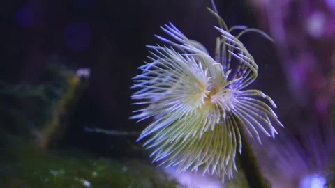 Close view of mediterranean fanworm  Stock Footage 267733603