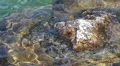 Close up view of Mediterranean sea water splashing around reefs, Cyprus island HD Footage