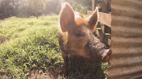 Close up view of a medium size domesticated brown and white boar pig with dirt o Stock Footage 237619971