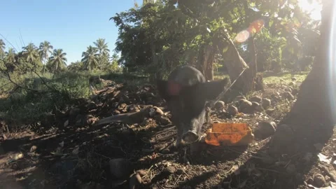 Close up view of a medium size domesticated black boar pig eating food from the  Stock Footage 237620608
