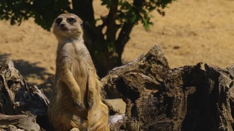 Close up view of a Meerkat  Stock Footage 256259396