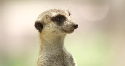 Close up view of meerkat head watching around. Stock Footage 275591972