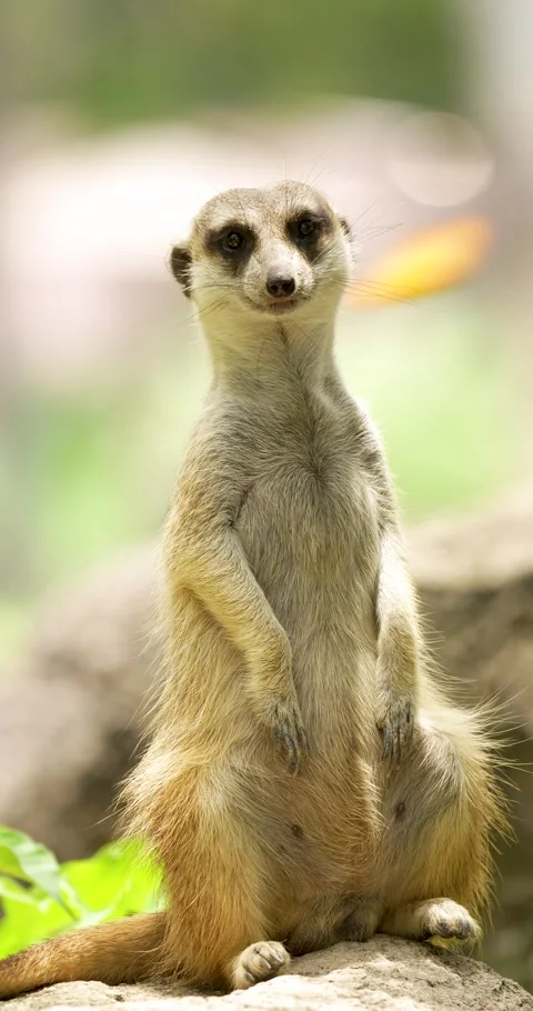Close up view of meerkat is sitting and watching around. Stock Footage 275591982