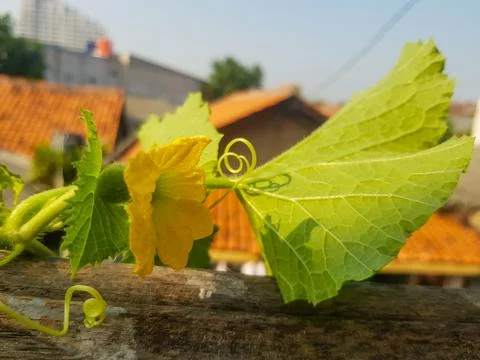 Close up view of Melon flower Stock Photos
