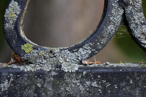 Close view of a metal gate covered in moss and lichen showing signs of Stockfoto's