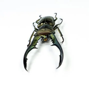 Close up view of metallic stag beetle displaying large pincers and shiny bo.. Foto stock