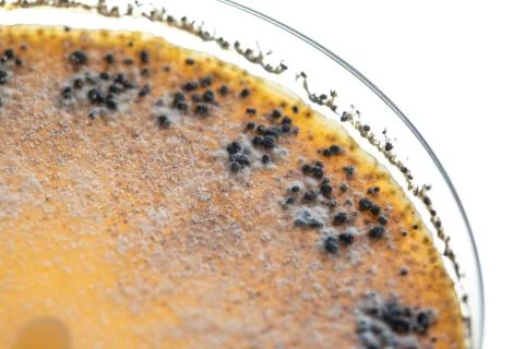 Close-up view of microorganisms growing inside an agar dish 스톡 사진