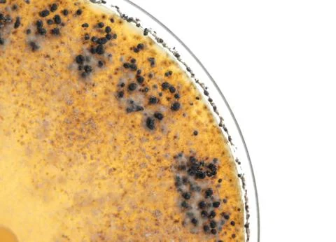 Close-up view of microorganisms growing inside a petri dish Foto stock