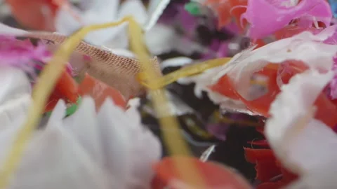 Close-up view of microplastic particles rotating in front of the camera, hi.. Stock-Footage 289844449