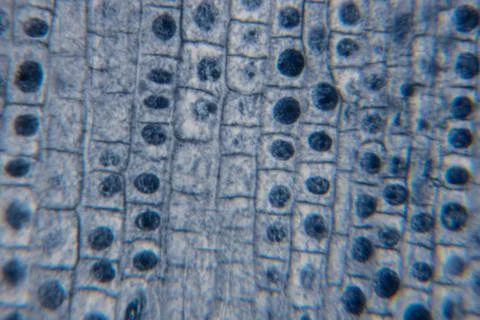 Close-up view of microscopic cells with circular structures and rectangular.. Stock Photos