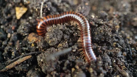 Close-up view of a millipede digging a hole in the ground Stockbeeldmateriaal 314220716