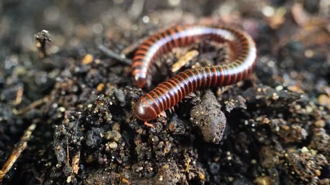 Close-up view of a millipede digging a hole in the ground Stockbeeldmateriaal 314220717