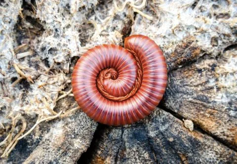 Close up view of a millipede on timber cut texture Stock Photos