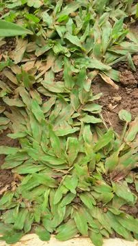 Close up view of mini elephant grass spreading across soil surface, showing.. Stock Photos