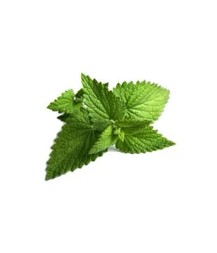Close up view of mint isolated on white background. Foto stock