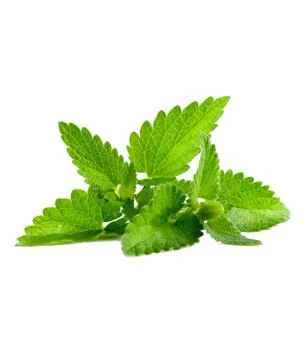 Close up view of mint isolated on white background. Foto stock