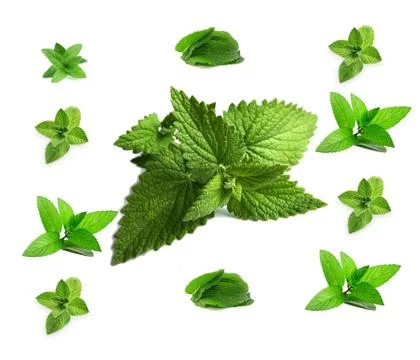 Close up view of mint isolated on white background. Foto stock
