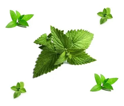 Close up view of mint isolated on white background. Foto stock