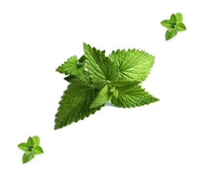 Close up view of mint isolated on white background. Stock Photos