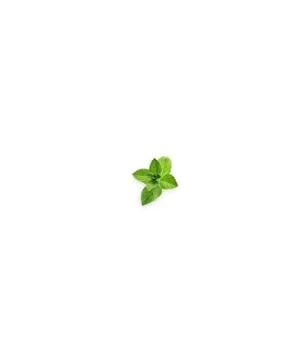 Close up view of mint isolated on white background. Stock Photos