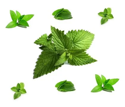 Close up view of mint isolated on white background. Stock Photos