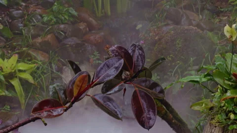 Close View of Mist Rising Above Stones Beside Turtle Statue With Wet Leaves Hang Stock Footage 323667429
