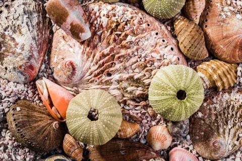 Up close view of a mix of seashells Stock Photos