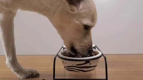 Close-up view of mixed breed dog eating dry food in a bowl Video stock 99973419