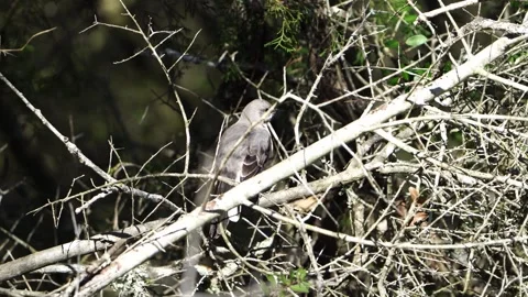Close View: Mockingbird in Forest Debris Pile Stock-Footage 306826051