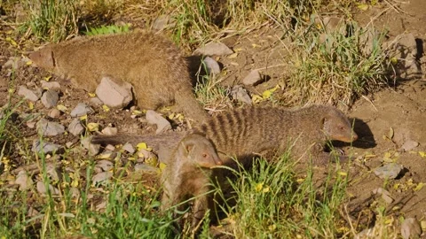 Close view of a mongoose digging  Stock Footage 254169983