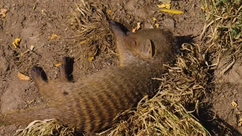 Close view of a mongoose Stock Footage 253493996