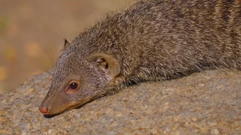 Close view of a mongoose Stock Footage 253494029