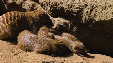 Close view of a mongoose Stock Footage 253494497