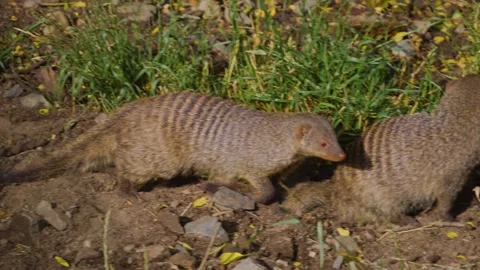 Close view of a mongoose Stock Footage 253738563