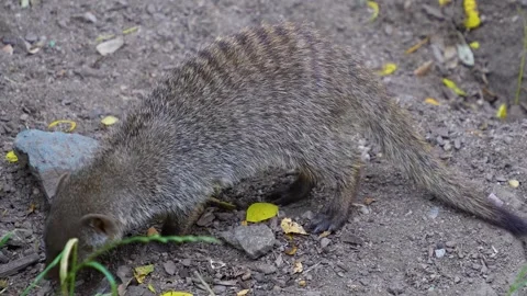 close view of a mongoose Stock Footage 254120329