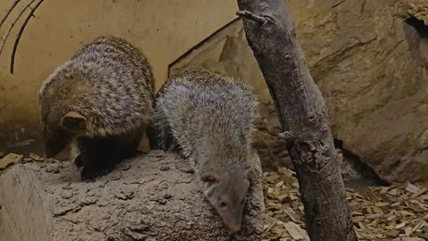 Close view of a mongoose Stock Footage 263674767