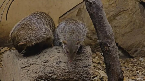 Close view of Mongoose  Stock Footage 263715450