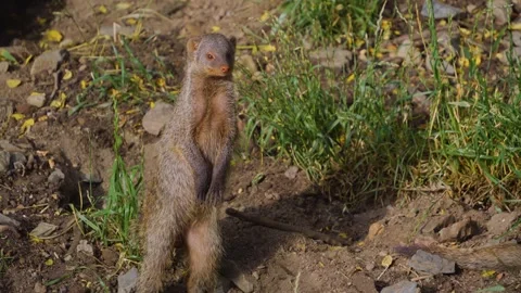 Close view of a mongoose standing up  Stock Footage 254166021