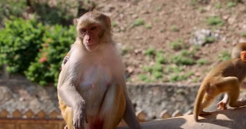Close-up view of a monkey carrying babies Stock Footage 221714456