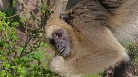Close view of a monkey eating Stock Footage 269548711