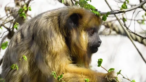 Close view of monkey eating Stock Footage 269684886