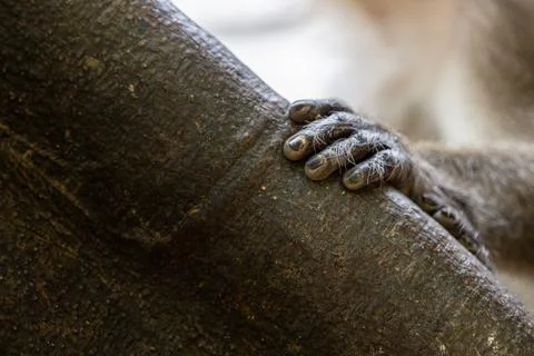 Close view of monkey hand on tree bark Stock Photos