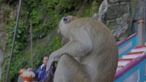 Close-up View of a Monkey playing in batu cave with tourist Stock Footage 122449190