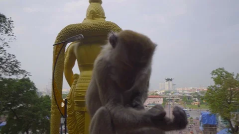 Close-up View of a Monkey playing in batu cave, kuala lumpur Stock Footage 122449534