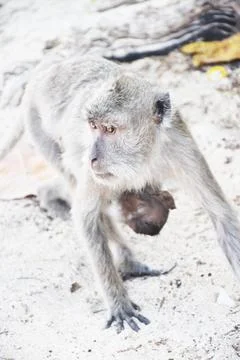 Close up view of a monkey walking on white sand Stock Photos