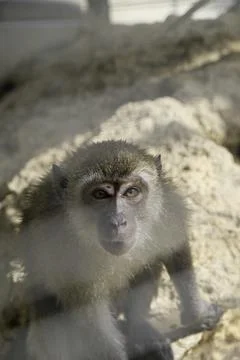 Close-up view of monkey in the zoo. Stock Photos
